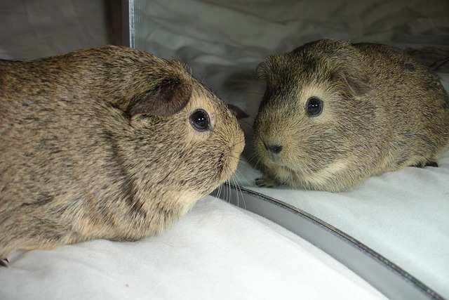 Free Guinea Pig Animal photo and picture