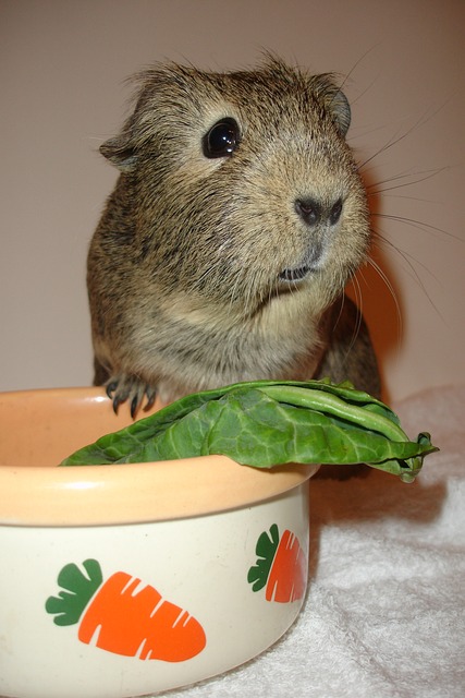 Free Guinea Pig Cute photo and picture