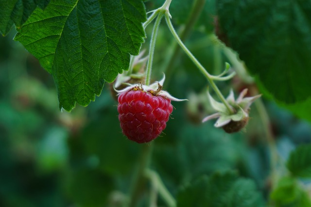 Himbeere, Beere, Frucht, Essen, Reif