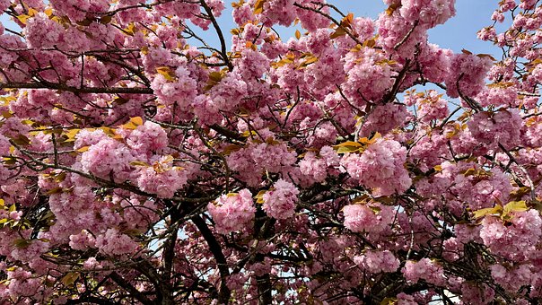 Free Pink Blossoms Sakura photo and picture