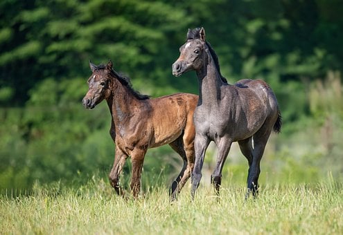 Free Foals Horse photo and picture