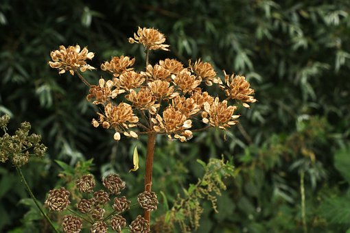 Free Growing Season Wildflowers photo and picture