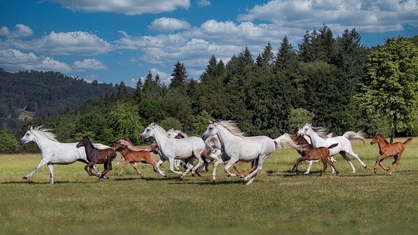 Free Horses Arabian Thoroughbred photo and picture