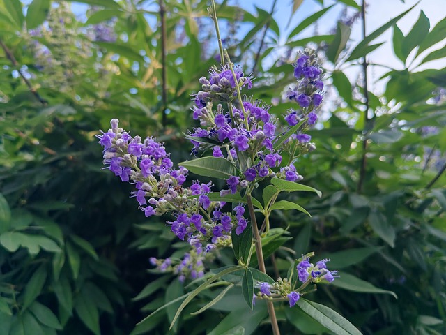 Vitex, Lila Blüten, Sommer, Grün, Blühen