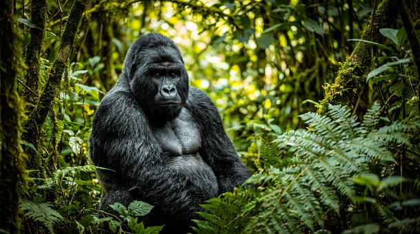 Gorila, Prales, Primate, Džungle, Zvíře