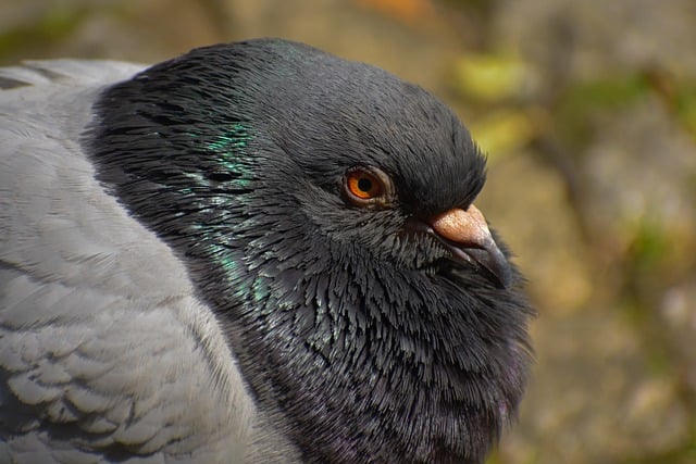Free Pigeon Bird photo and picture