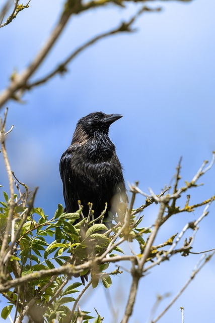 Vogel, Natur, Tier, Wild, Krähe, Zweige