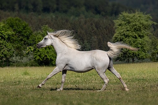 Free Horse Arabian Horse photo and picture