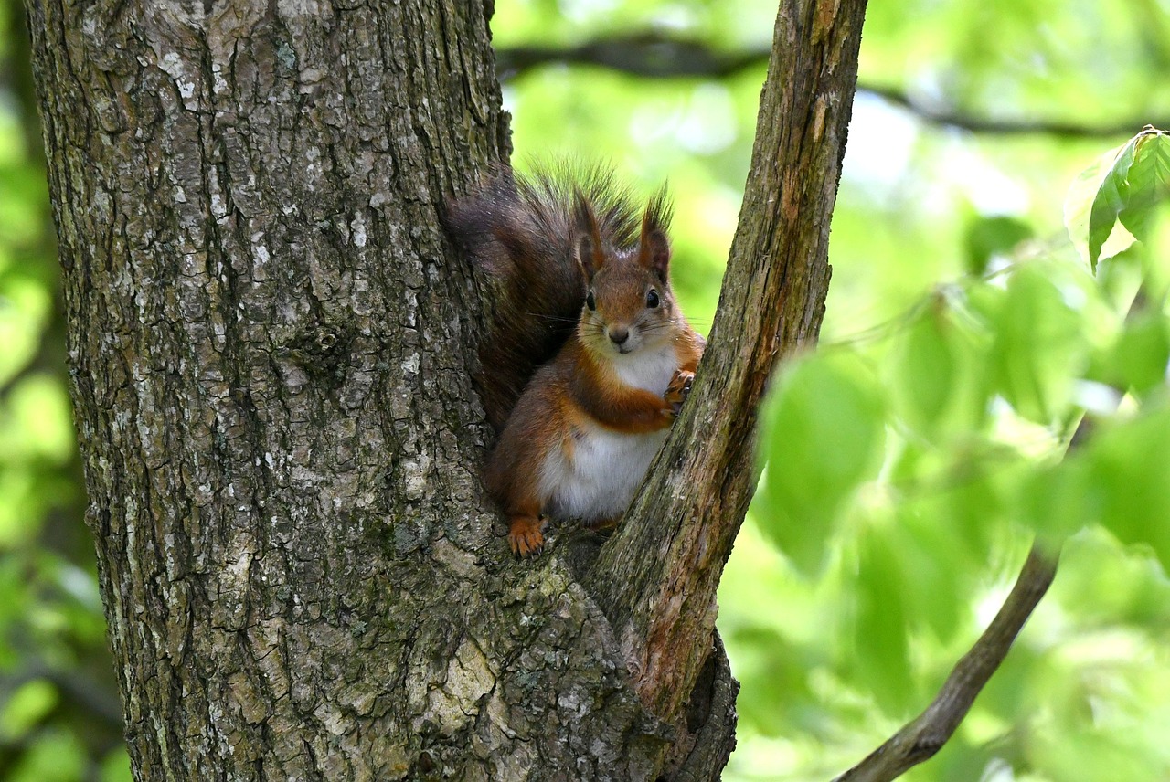 Free Squirrel Tree photo and picture