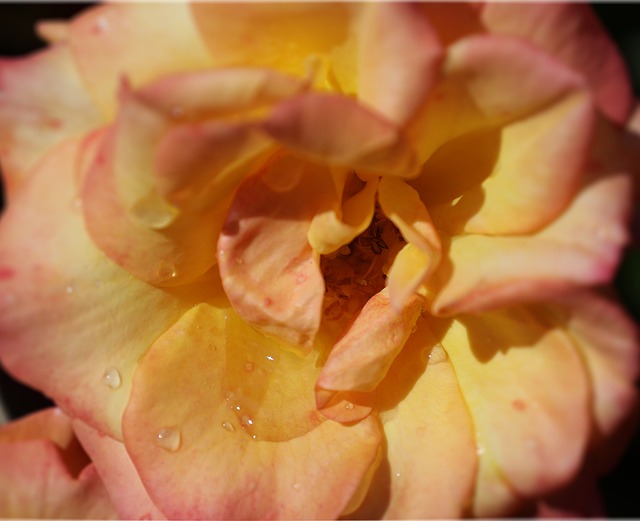 Free Flower Rose photo and picture