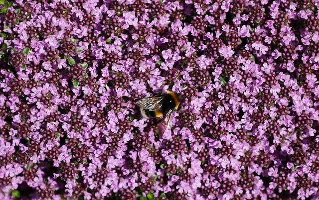 Free Bee Flowers photo and picture