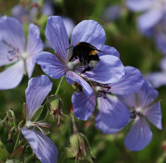 Free Bumblebee Flowering Plant photo and picture