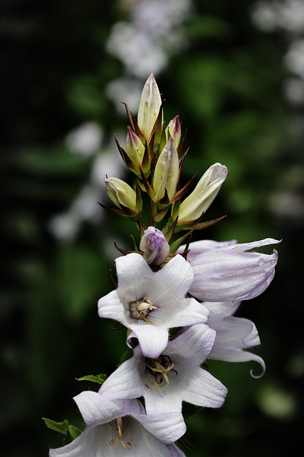 Free Flower Nature photo and picture