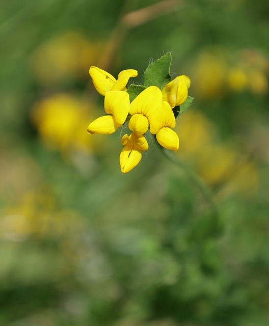 Free Flower Yellow photo and picture