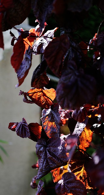 Free Autumn Leaves photo and picture