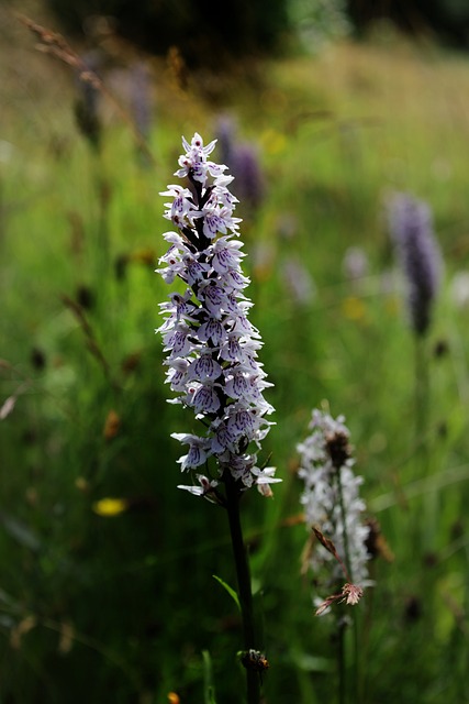 Free Wildflower Meadow Orchid photo and picture