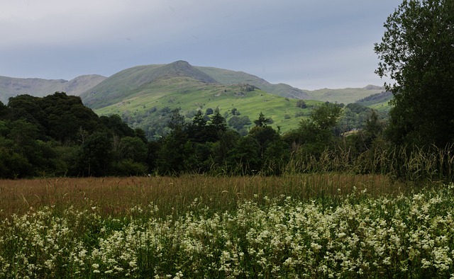Free Mountains Meadow photo and picture