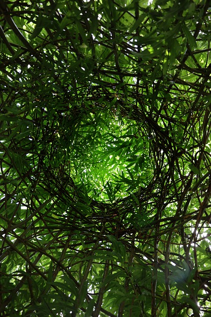 Free Light Green photo and picture