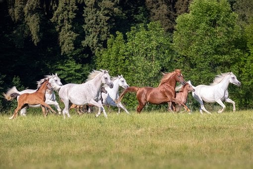 Free Horses Herd photo and picture