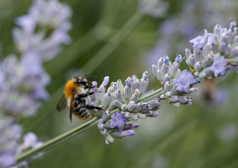 Bij, Lavendel, Mooie Bloemen, Bestuiving