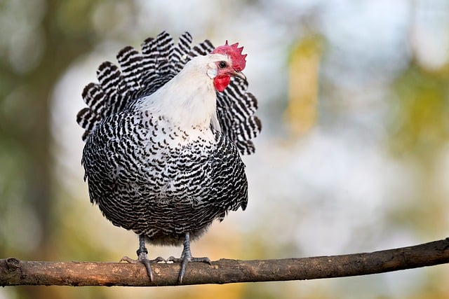Free Chicken Bird photo and picture