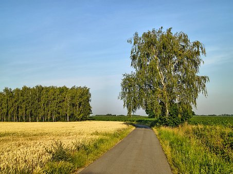 Free Landscape Wheat photo and picture