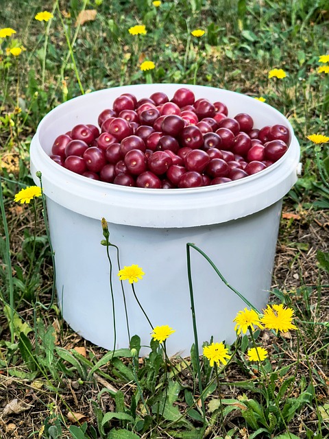 Free Cherries Bucket photo and picture