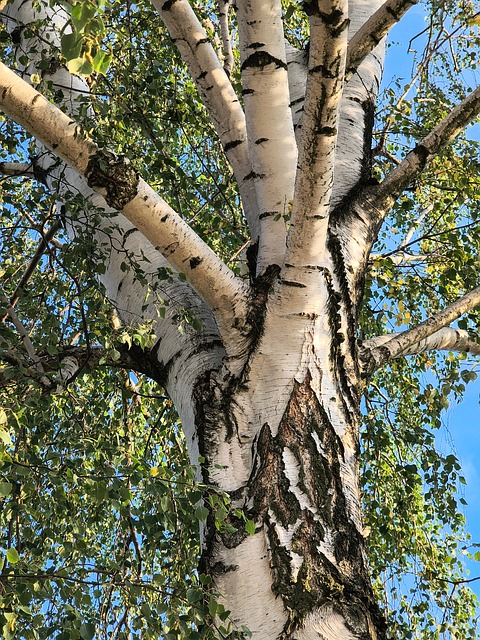 Free Birch Tree photo and picture