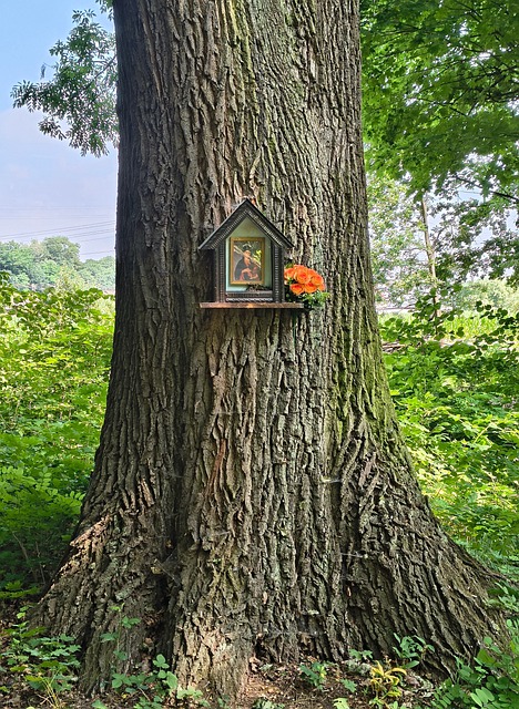 Free Tree Trunk photo and picture