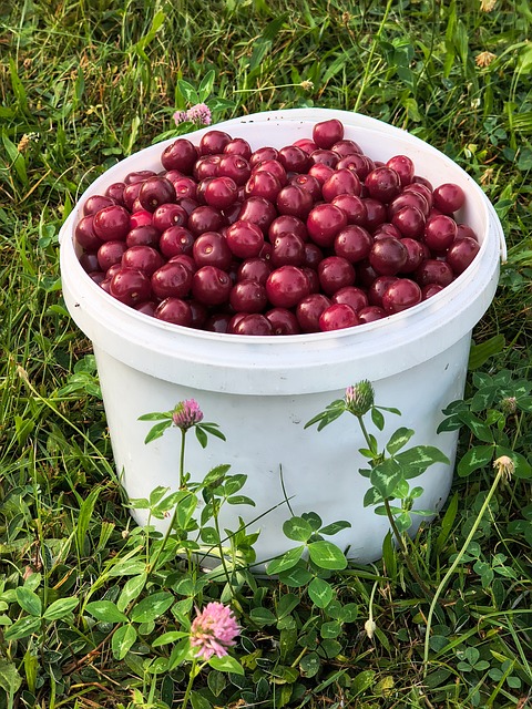 Free Cherries Fruit photo and picture