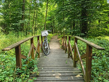Free Forest Bridge photo and picture