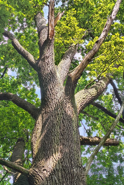 Free Tree Oak photo and picture