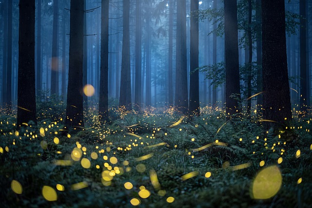 Wald, Glühwürmchen, Nacht, Glühen