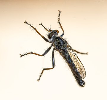 Free Insect Nature photo and picture