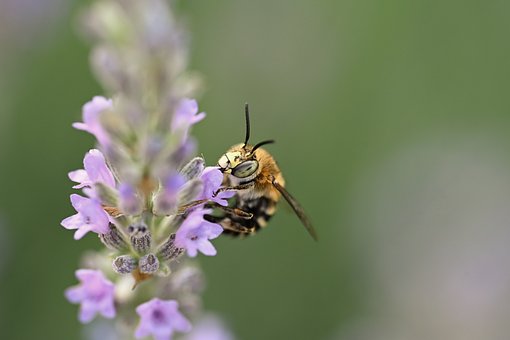 Biene, Lavendel, Natur, Blumentapete