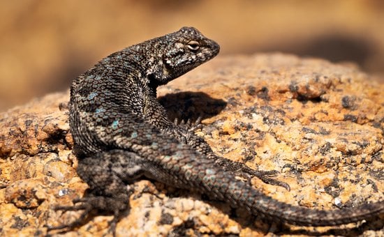 Echse, Reptil, Schuppen, Stein, Natur