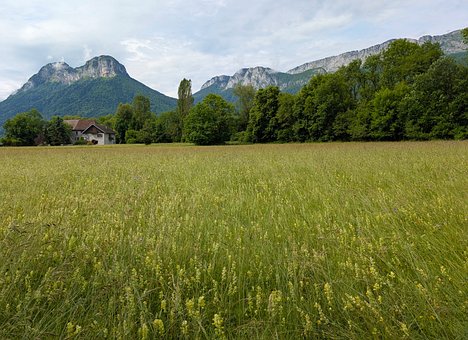 Free Meadow Grass photo and picture