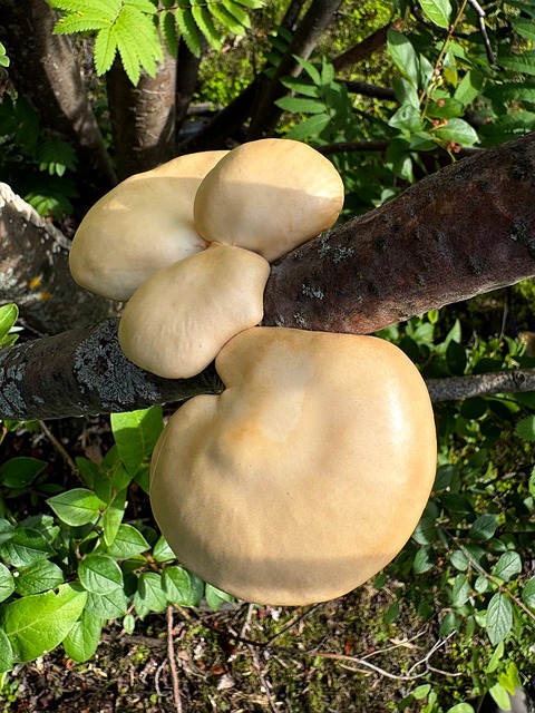 Ciupercă, Natură, Pleurotus, Micologie