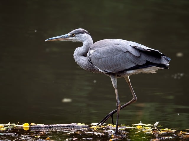 Free Grey Heron Bird Habitat photo and picture