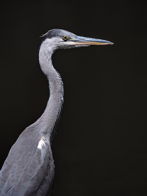Free Heron Bird photo and picture