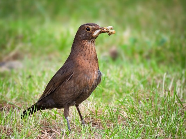 Free Blackbird Bird photo and picture