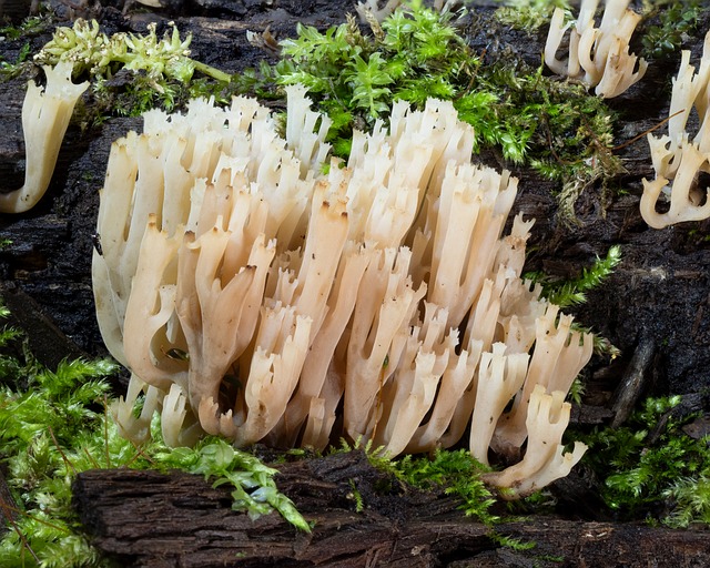 Free Coral Fungus Fungi photo and picture