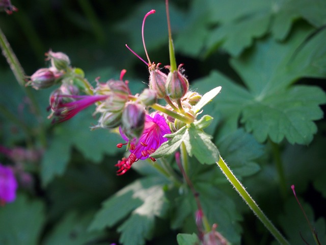 Free Cranesbill Nature photo and picture