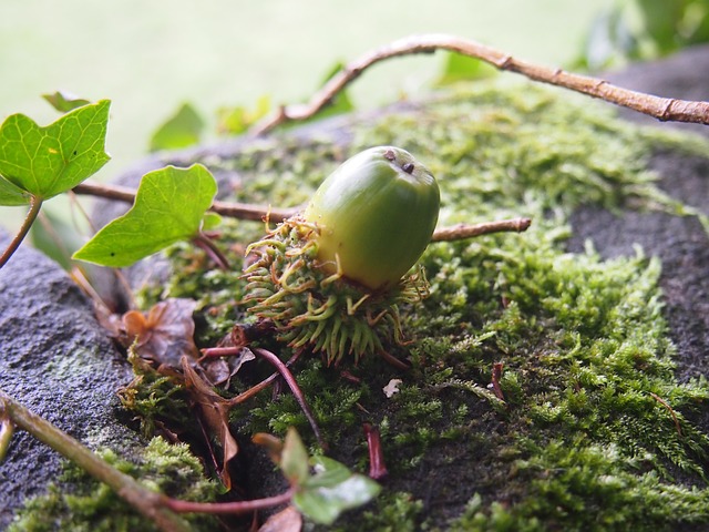 Free Oak Acorn photo and picture