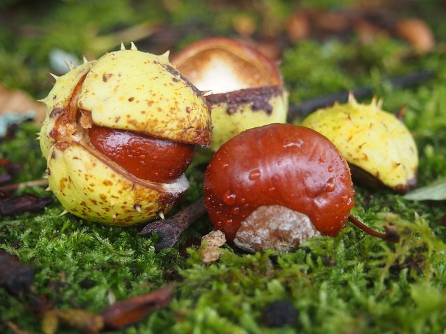 Free Chestnut Autumn photo and picture