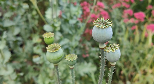 Valmue Kapsel, Vild Blomst, Flora, Natur