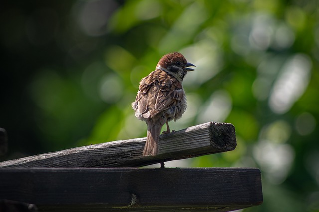 Free Sparrow Bird photo and picture