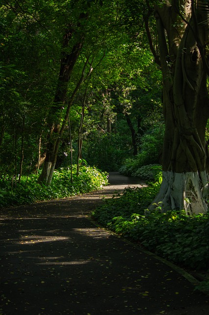 Free Pathway Nature photo and picture