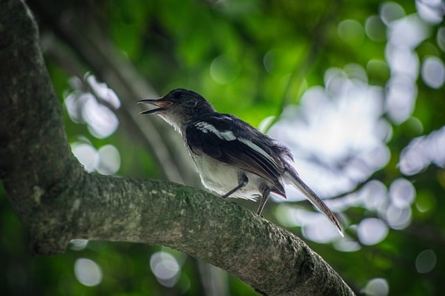 Free Bird Tree photo and picture