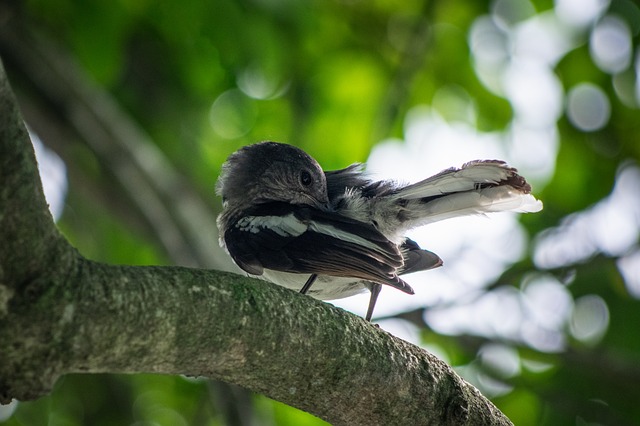 Free Bird Branch photo and picture